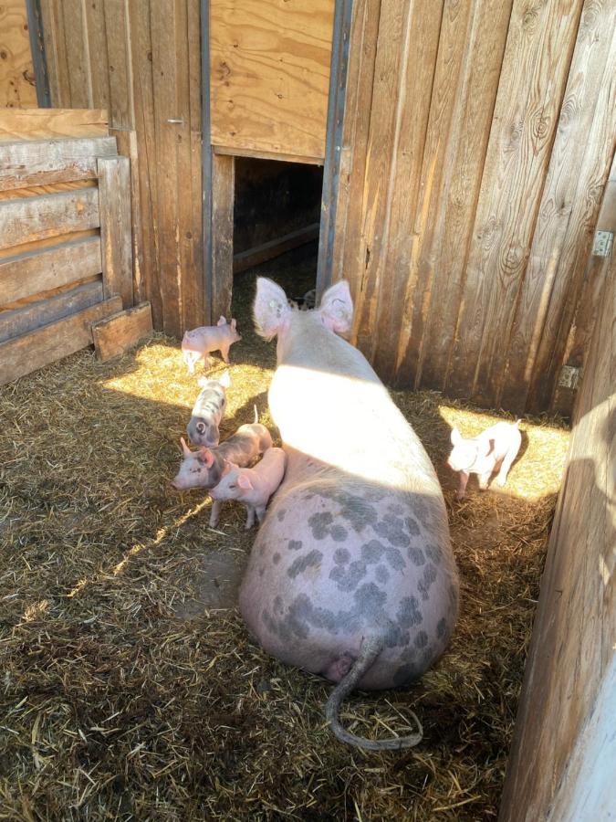 Ferienwohnung Auf Dem Bauernhof Κότμπους Εξωτερικό φωτογραφία